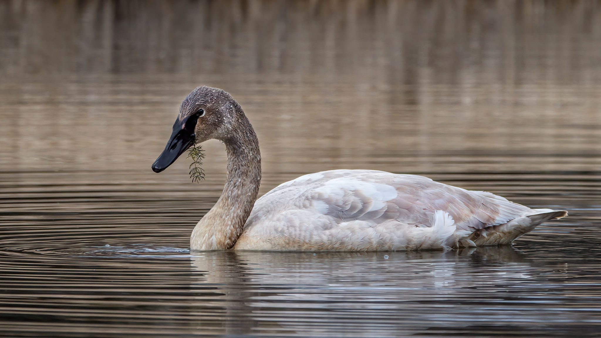 Cygnet Swan